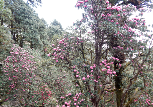 chopta sohan tours rishikesh 3